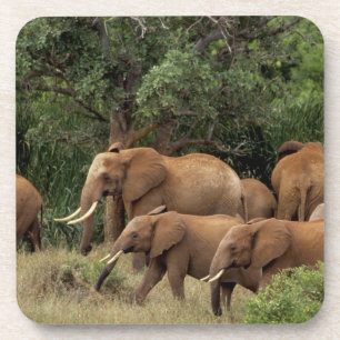 Porta-copo Quênia: Parque Nacional de Tsavo East, manada Afri