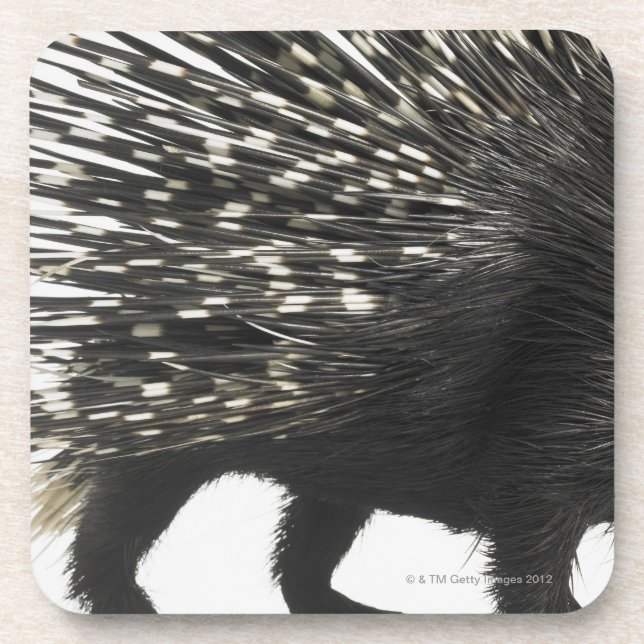 Porta-copo Quills do porco- (Frente)