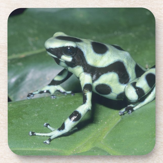 Porta-copo Rã venenosa, (Dendrobates auratus) Cahuita (Frente)