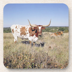 Porta-copo Raça de Texas Longhorn (foto)