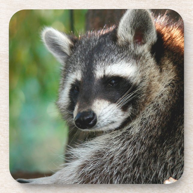 Porta-copo Raccoon 001 (Frente)