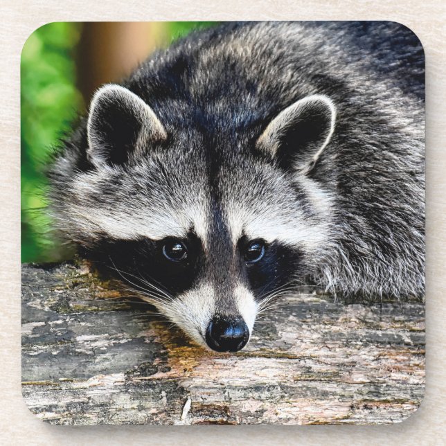 Porta-copo Raccoon 003 (Frente)