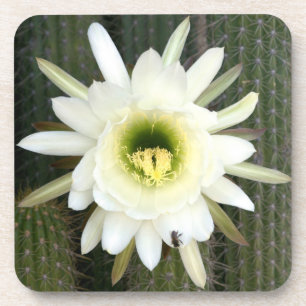 Porta-copo Rainha Da Flor Noturna De Cactus, Região De Karoo