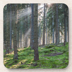 Porta-copo Raios de sol na Floresta Negra