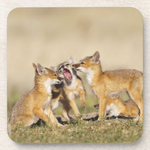 Porta-copo Raposa Veloz (Vulpes macrotis) jovem na toca,
