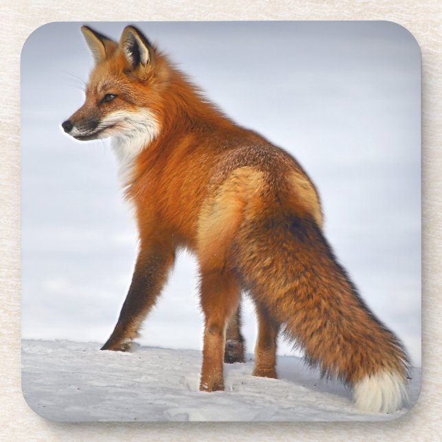 Porta-copo Raposa Vermelha na Neve de inverno (Frente)
