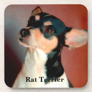 Porta-copo Rat Terrier