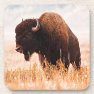 Porta-copo Rebanho de Bisontes Americanos (Bison Bison) em Te