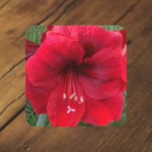 Red Amaryllis Bloom Floral