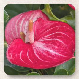 Porta-copo Red Anthurium Bloom Floral