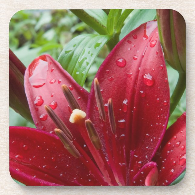 Porta-copo Red Asiatic Lily Com Buds (Frente)