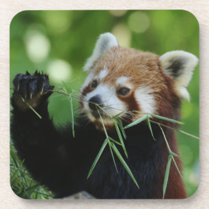 Porta-copo RedPanda 002