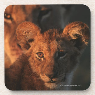 Porta-copo Reserva dos animais selvagens de Moremi, Botswana