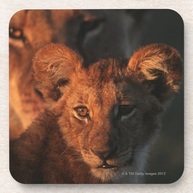 Porta-copo Reserva dos animais selvagens de Moremi, Botswana (Frente)