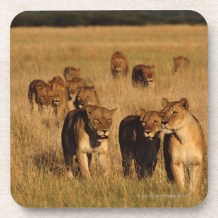 Porta-copo Reserva dos animais selvagens de Moremi, Botswana