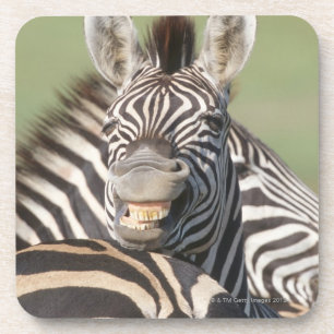 Porta-copo Reserva privada do tala, Kwazulu Natal, sul