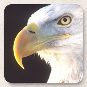 Porta-copo Retrato de Águia-Careca, Haliaeetus leucocephalus,
