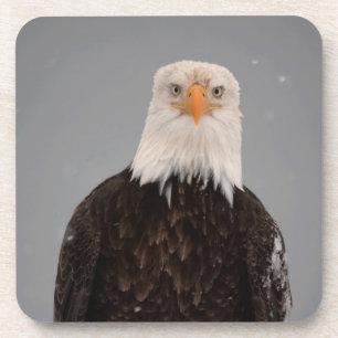 Porta-copo Retrato de Águia Careca na Neve, Haliaeetus