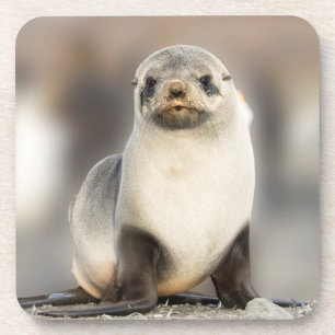 Porta-copo Retrato de filhote de foca na praia