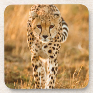 Porta-copo Retrato de Guepardo (Acinonyx Jubatus), Maasai