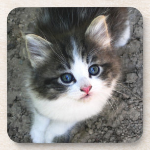 Porta-copo Retrato de Kitten CUTE