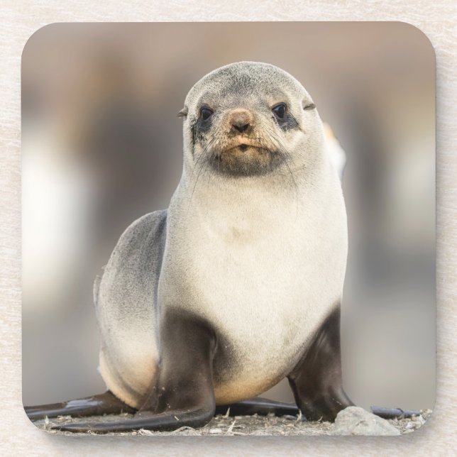 Porta-copo Retrato de Selo Pup na Praia (Frente)