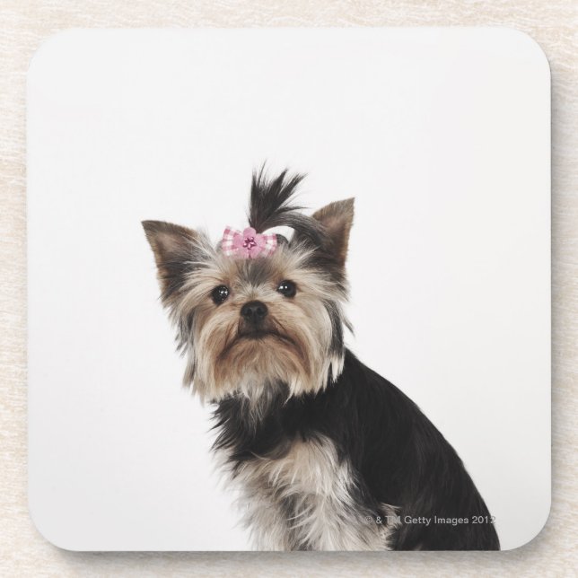Porta-copo Retrato de um cão do yorkshire terrier (Frente)