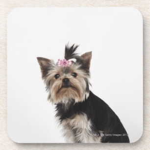 Porta-copo Retrato de um cão do yorkshire terrier