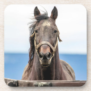 Porta-copo Retrato de um cavalo