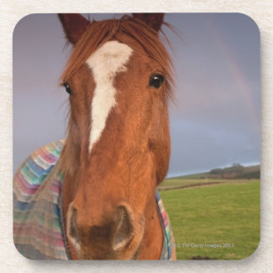 Porta-copo Retrato de um cavalo com um arco-íris no céu
