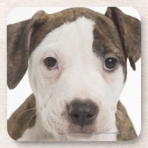 Porta-copo Retrato de um filhote de cachorro do pitbull