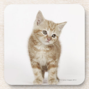 Porta-copo Retrato de um gatinho