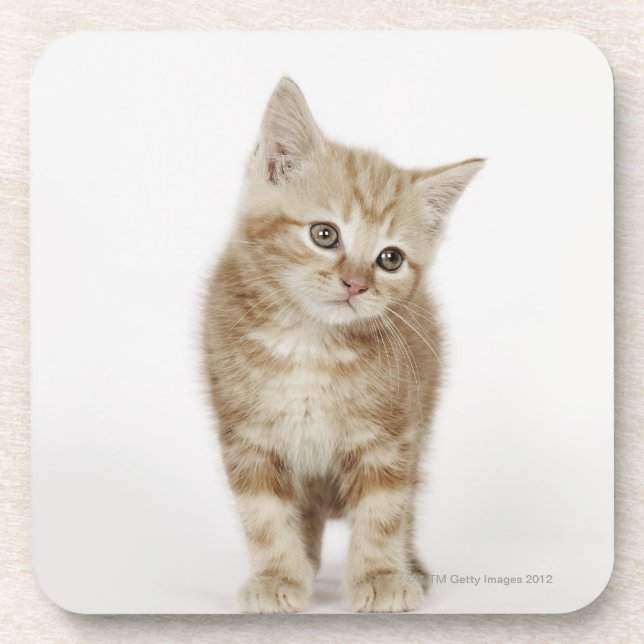 Porta-copo Retrato de um gatinho (Frente)