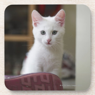 Porta-copo Retrato de um gatinho branco, Sweden.
