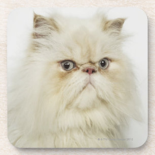 Porta-copo Retrato de um gato persa