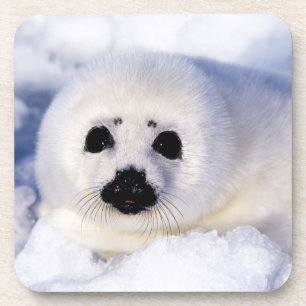 Porta-copo Retrato de uma Pup Harp Seal