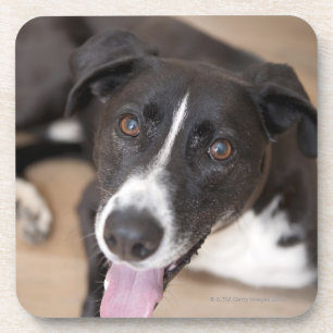 Porta-copo retrato do cão preto