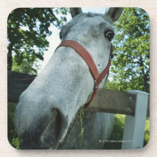 Porta-copo Retrato do cavalo