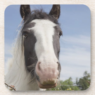 Porta-copo Retrato do cavalo de Clydesdale
