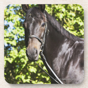 Porta-copo retrato do cavalo marrom 2