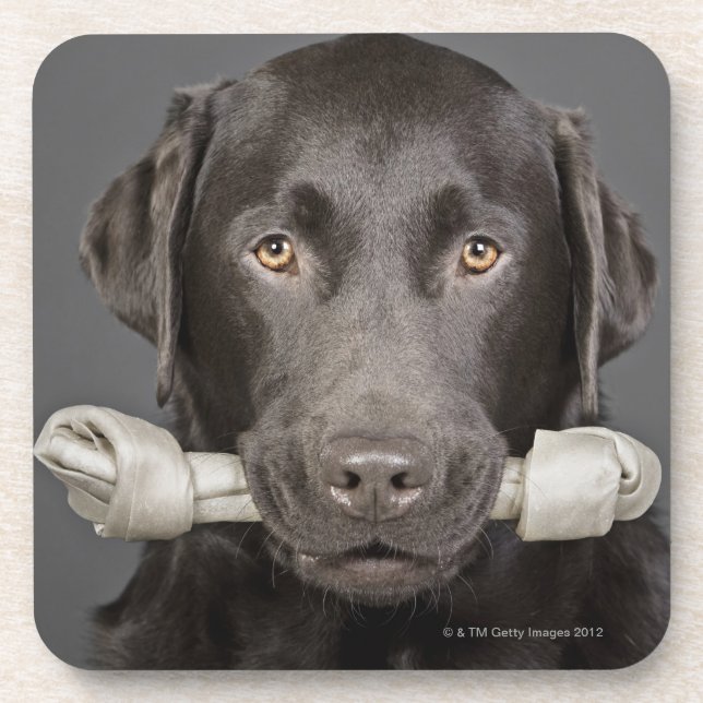 Porta-copo Retrato do chocolate Labrador (Frente)