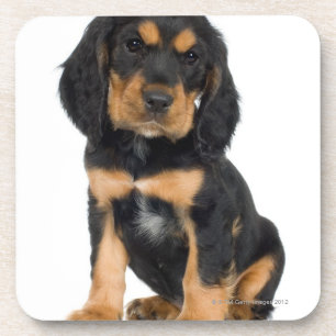 Porta-copo Retrato do estúdio do filhote de cachorro de