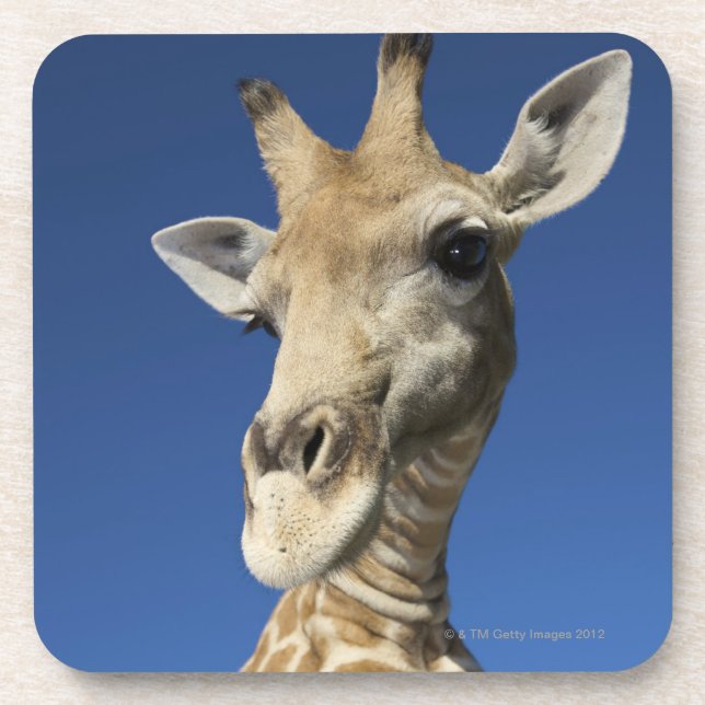 Porta-copo Retrato do girafa (Giraffa Camelopardalis) (Frente)
