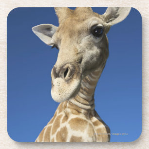 Porta-copo Retrato do girafa (Giraffa Camelopardalis) 2