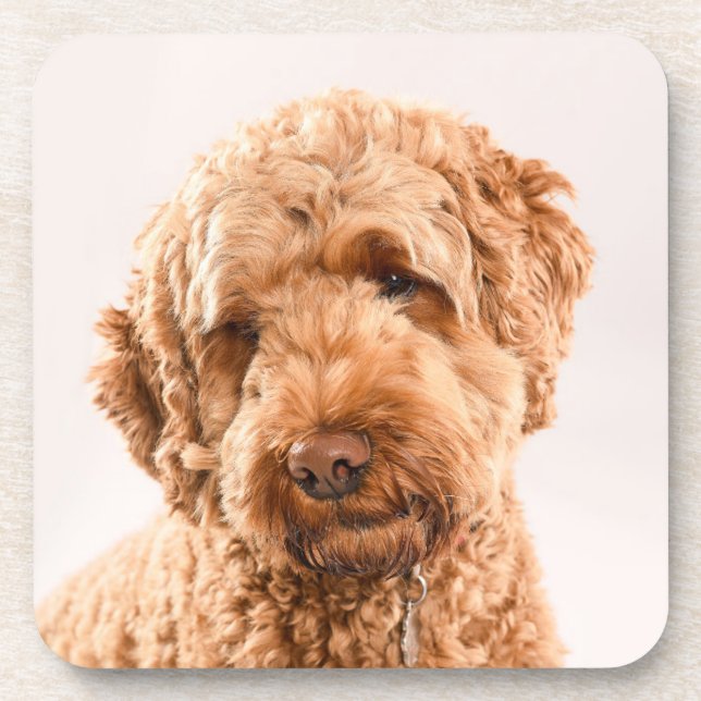 Porta-copo Retrato do Goldendoodle Studio (Frente)
