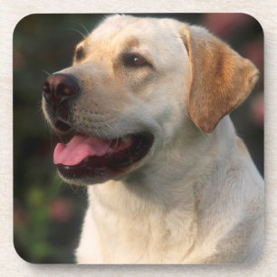 Porta-copo Retrato do Labrador Retriever, Hilton