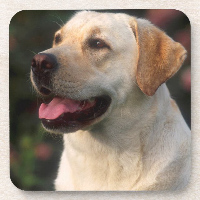 Porta-copo Retrato do Labrador Retriever, Hilton (Frente)