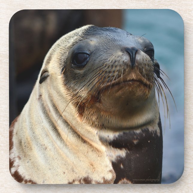 Porta-copo Retrato do Leão do Mar (Frente)