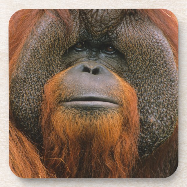 Porta-copo Retrato do Orangutango Macho, Geórgia, EUA (Frente)