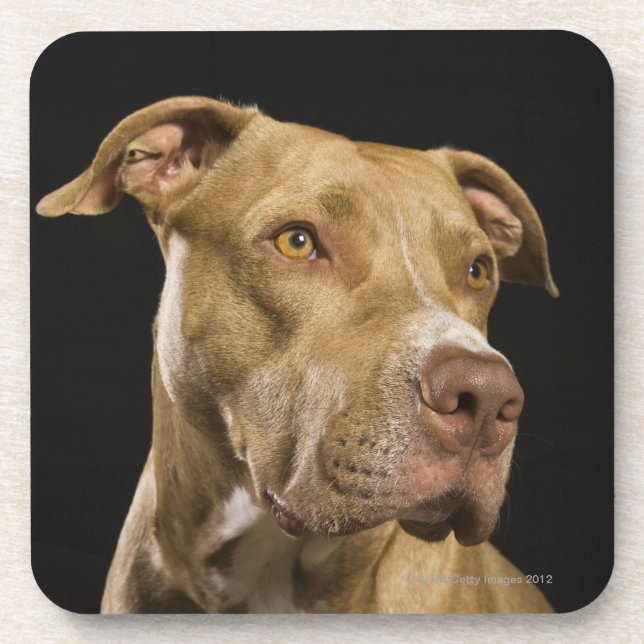 Porta-copo Retrato do pitbull vermelho do nariz com preto (Frente)